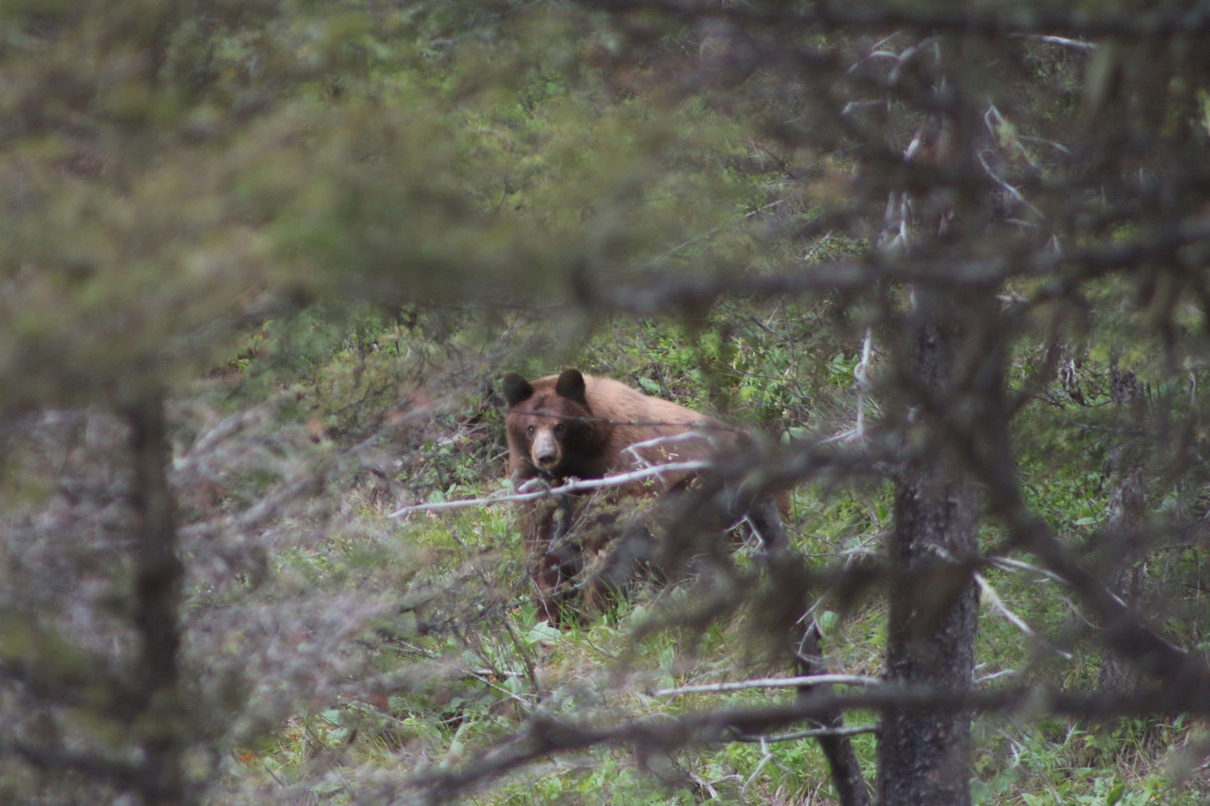 Montana bear